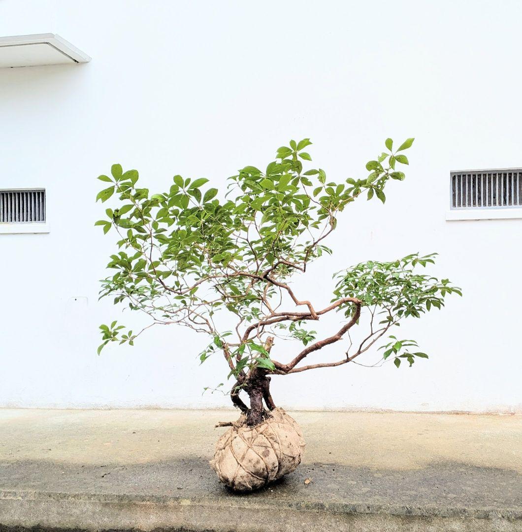 別格。山採りアセビ株。