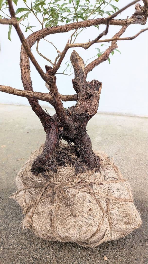 別格。山採りアセビ株。