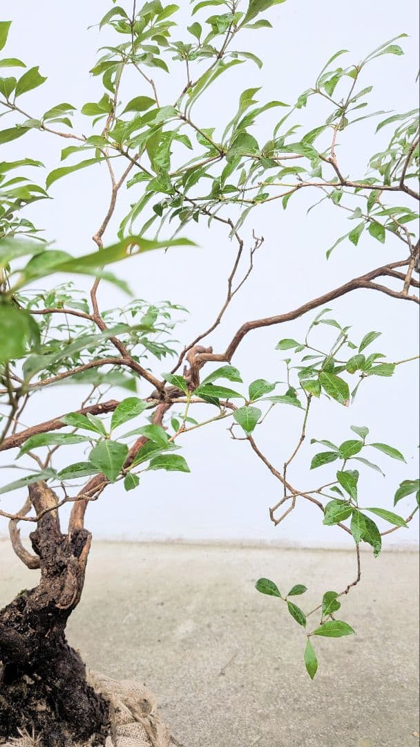 別格。山採りアセビ株。