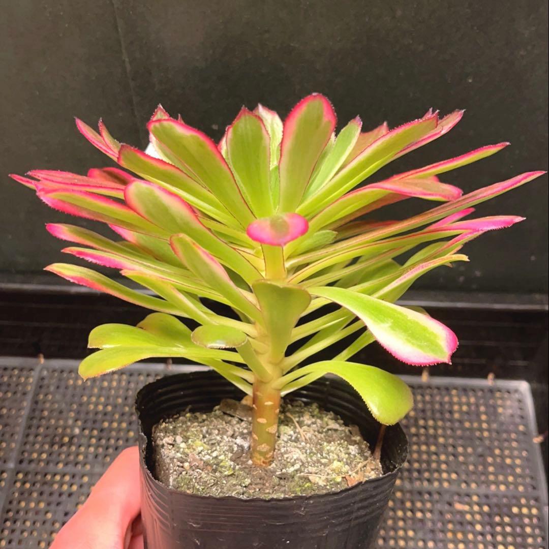 22#多肉植物アエオニウム錦❤️雪姫❤️1大頭3-5子芽18cm 拔き苗