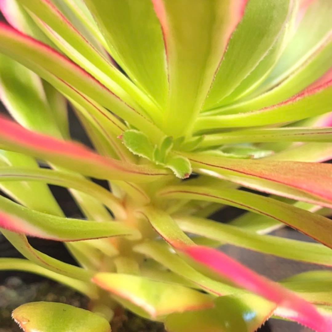 22#多肉植物アエオニウム錦❤️雪姫❤️1大頭3-5子芽18cm 拔き苗