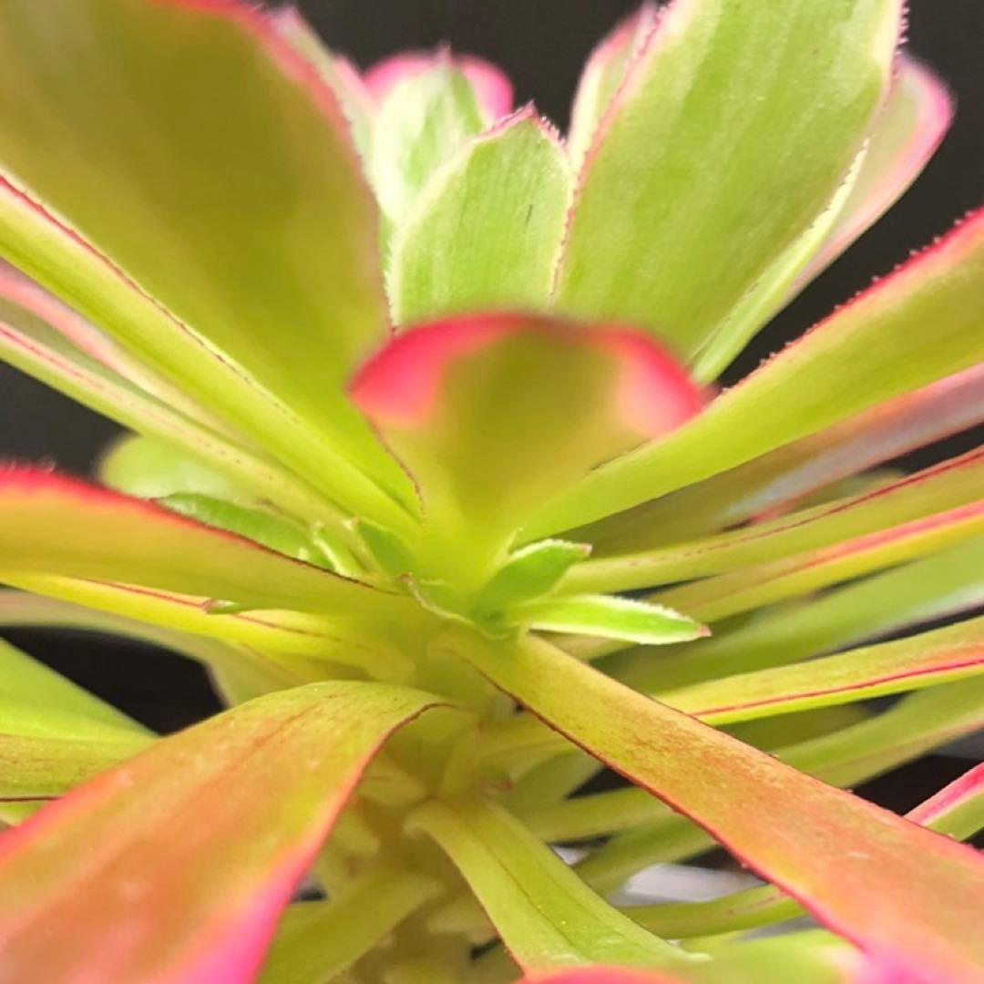 22#多肉植物アエオニウム錦❤️雪姫❤️1大頭3-5子芽18cm 拔き苗