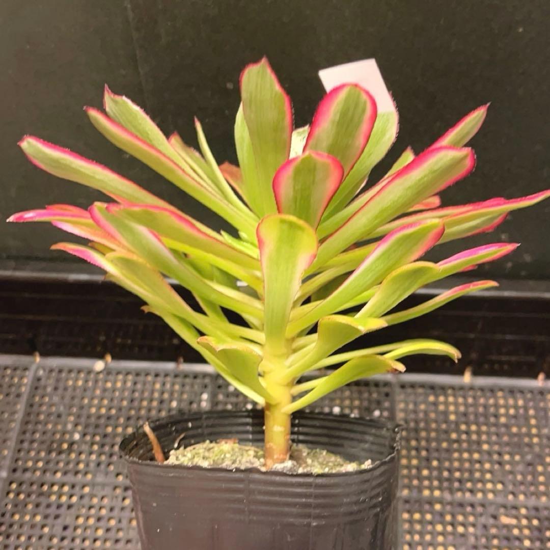 22#多肉植物アエオニウム錦❤️雪姫❤️1大頭3-5子芽18cm 拔き苗