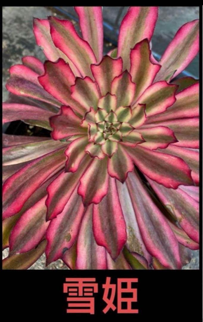 22#多肉植物アエオニウム錦❤️雪姫❤️1大頭3-5子芽18cm 拔き苗