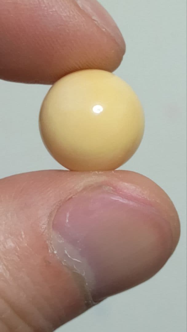 マッコウ鯨 牙玉 鯨歯玉 標本 緒締 根付 大約12.9㎜