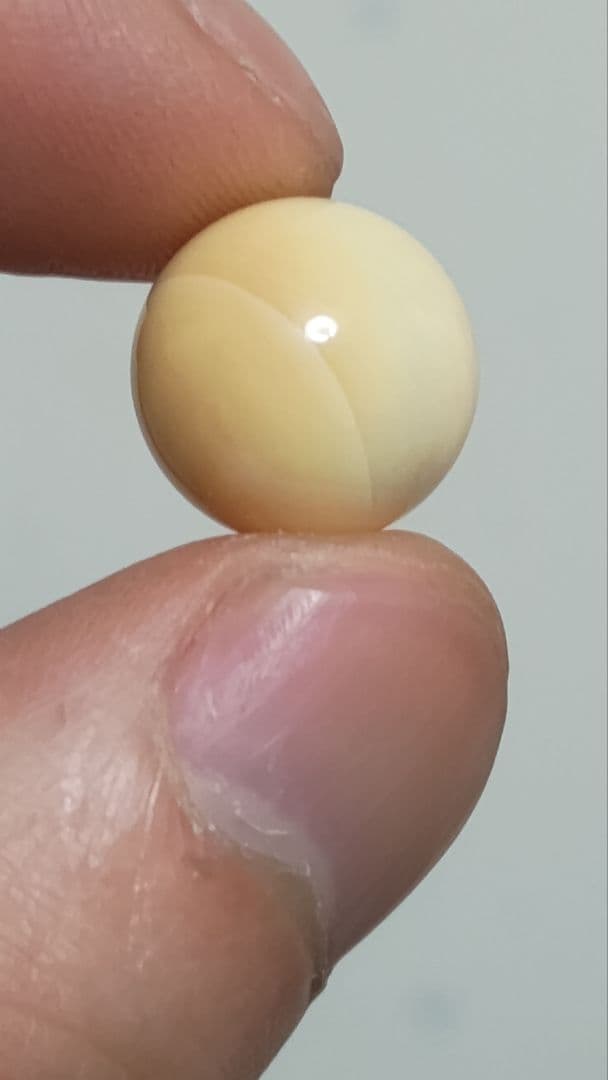 マッコウ鯨 牙玉 鯨歯玉 標本 緒締 根付 大約12.9㎜