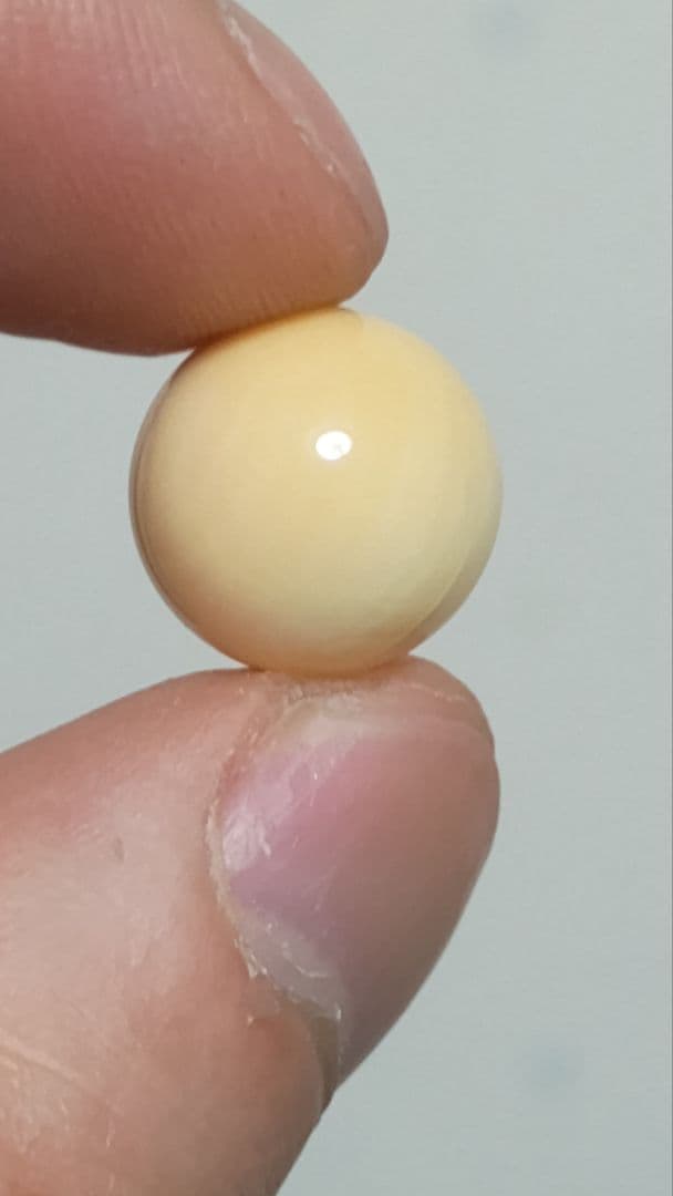 マッコウ鯨 牙玉 鯨歯玉 標本 緒締 根付 大約12.9㎜
