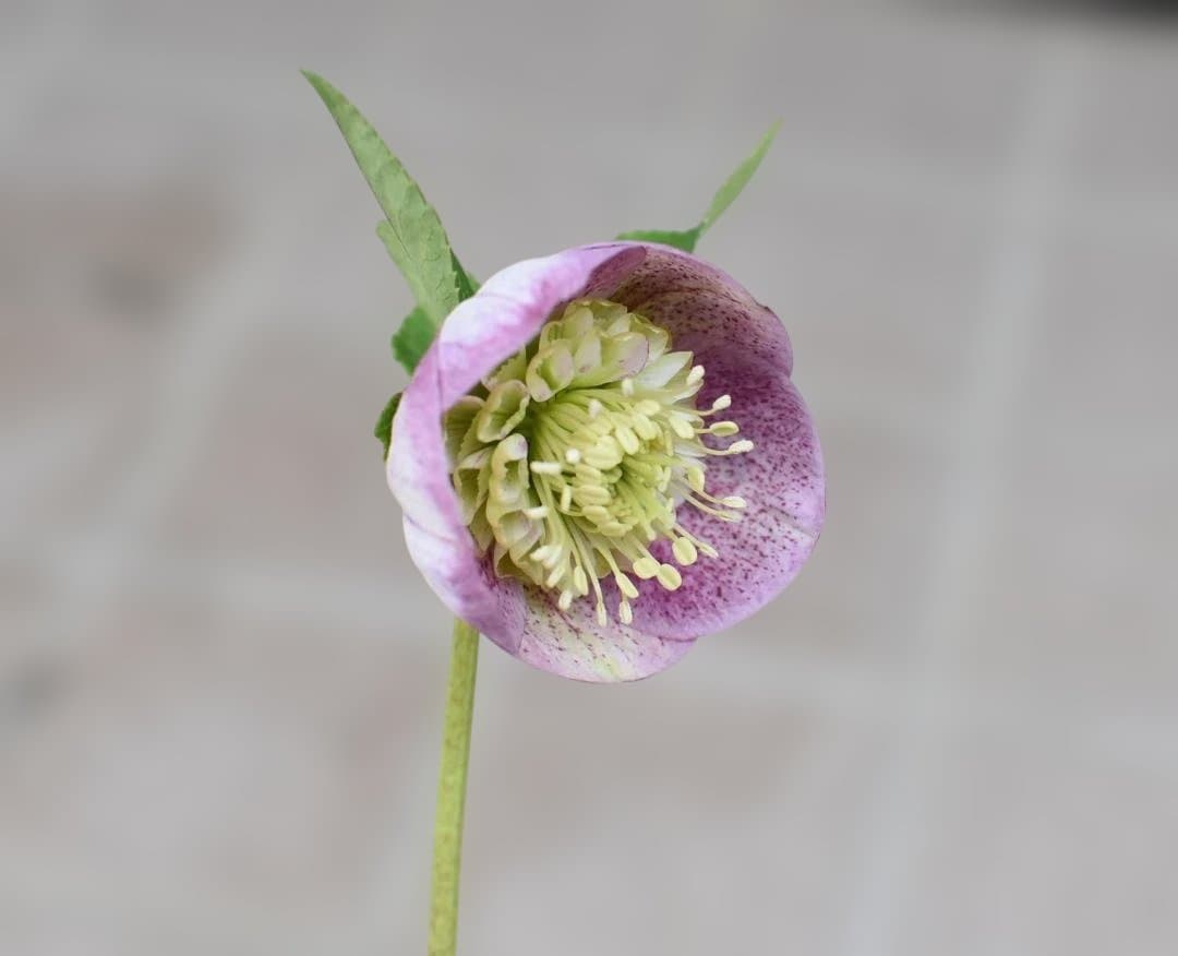 【開花株】加藤農園　セミダブル　カップ咲き　ピンクミスト