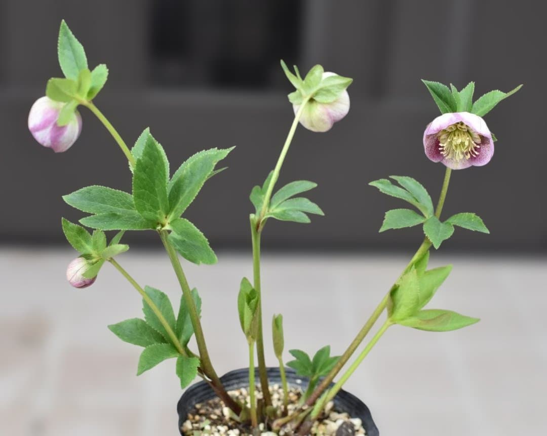 【開花株】加藤農園　セミダブル　カップ咲き　ピンクミスト