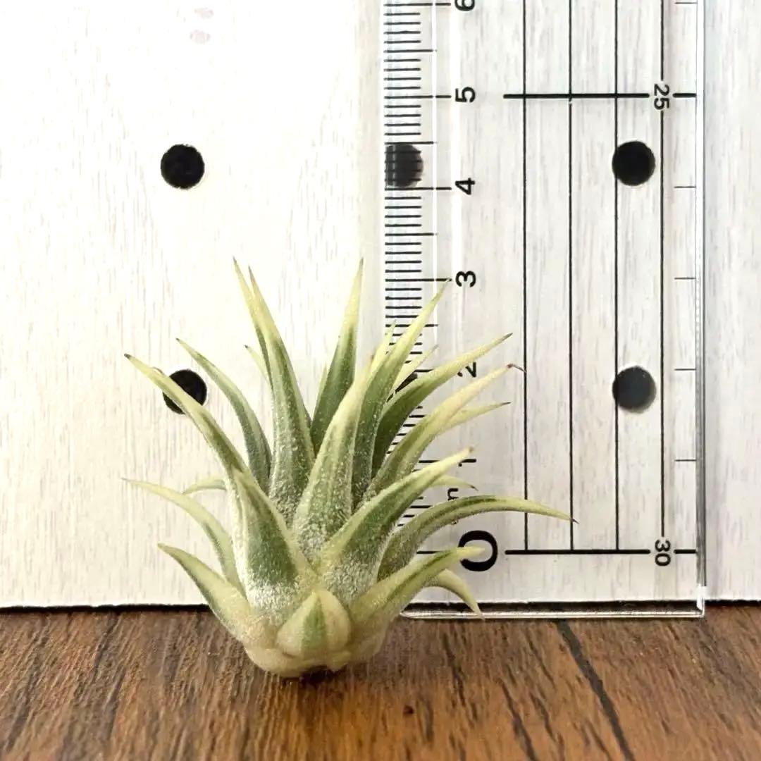 ★美斑★エアプランツ　チランジア　イオナンタ　アルボマージナータ