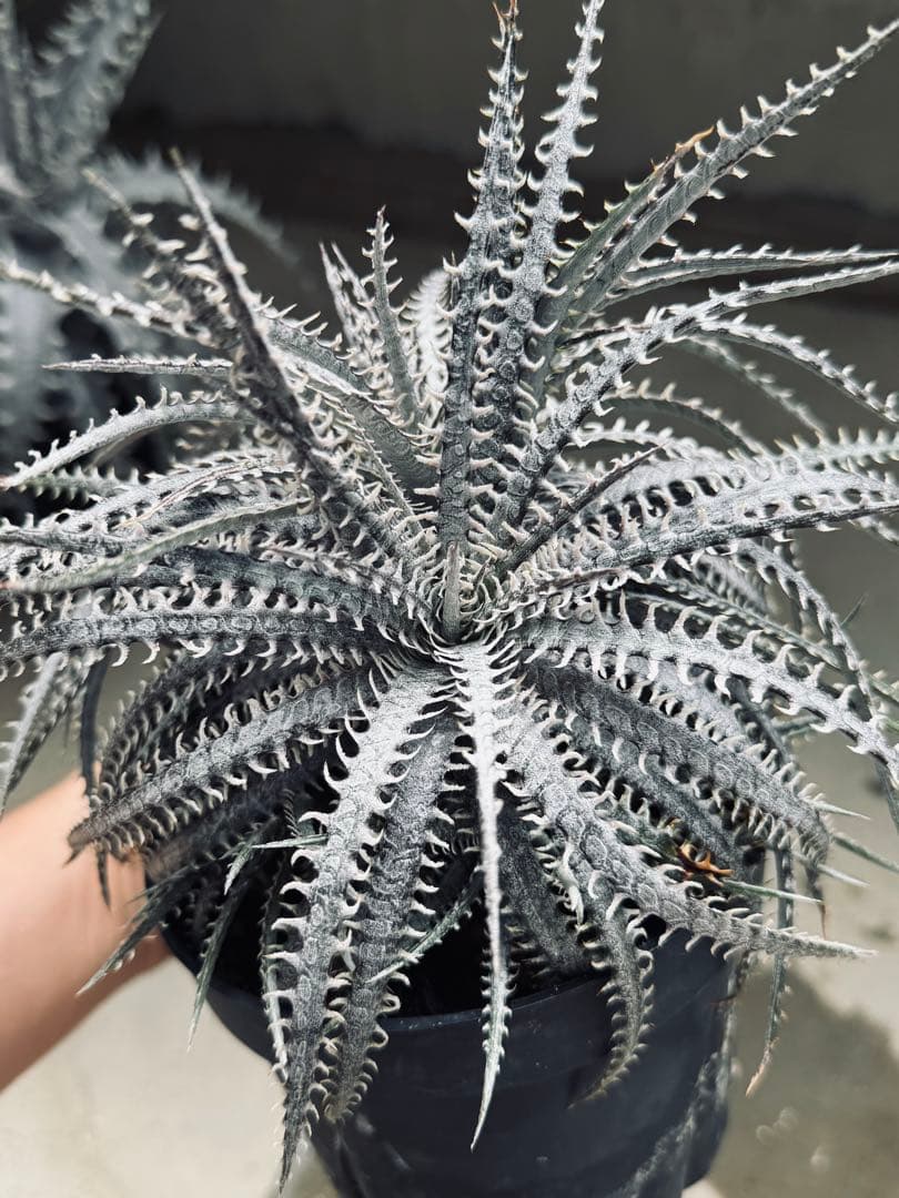 【売り切り値下げ】Dyckia Nagas × fosteriana SS 親株