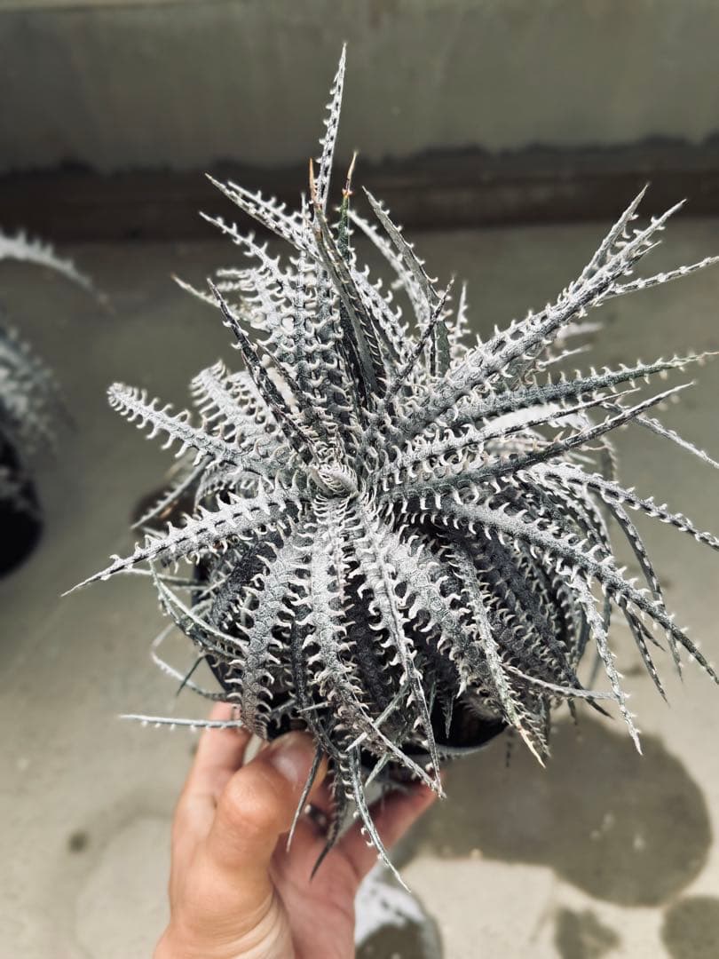 【売り切り値下げ】Dyckia Nagas × fosteriana SS 親株