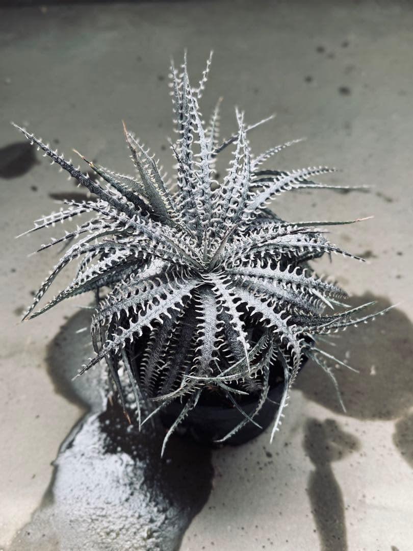 【売り切り値下げ】Dyckia Nagas × fosteriana SS 親株