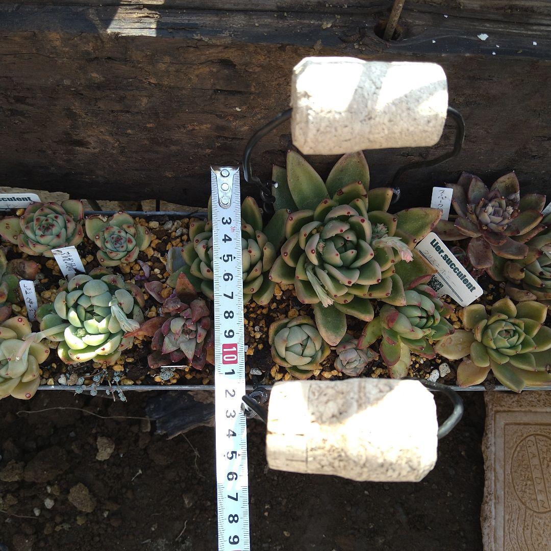 【アガボイデス系寄せ】　多肉植物寄せ植え　そのまま飾れる寄せ植え　匿名発送