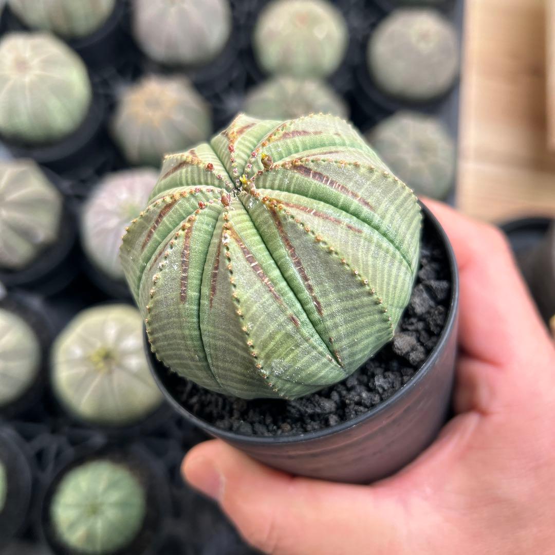 T*ス様 鏃　オベサ　美株