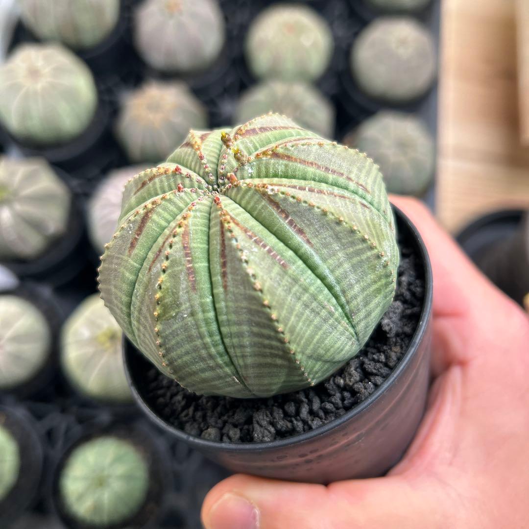 T*ス様 鏃　オベサ　美株