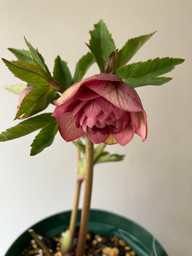 クリスマスローズ　多弁系ダブル スリット鉢、らくらく便　スリット鉢のまま発送