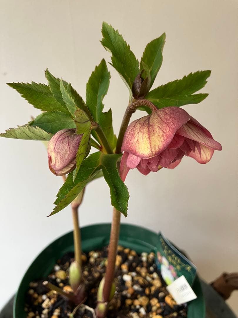 クリスマスローズ　多弁系ダブル スリット鉢、らくらく便　スリット鉢のまま発送