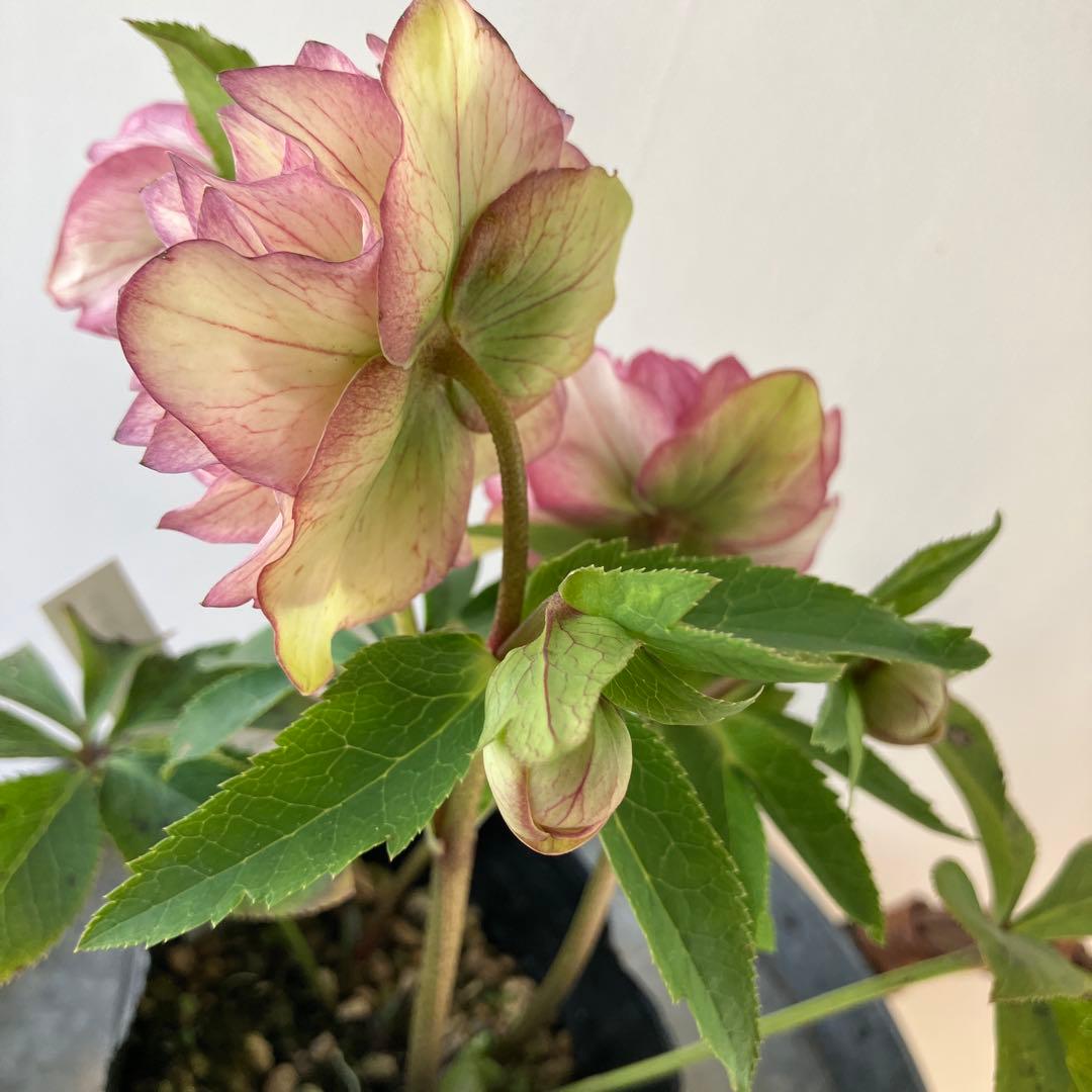 クリスマスローズ　多弁系ダブル スリット鉢、らくらく便　スリット鉢のまま発送