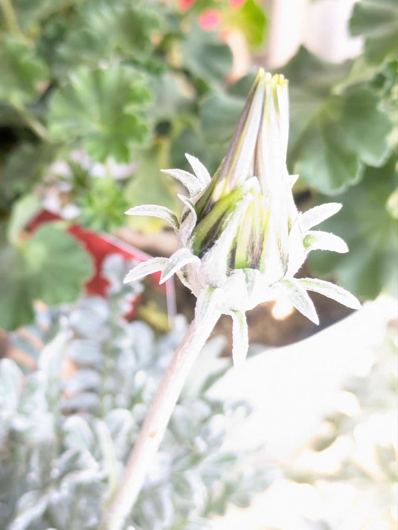 ♡べーしーる様♡