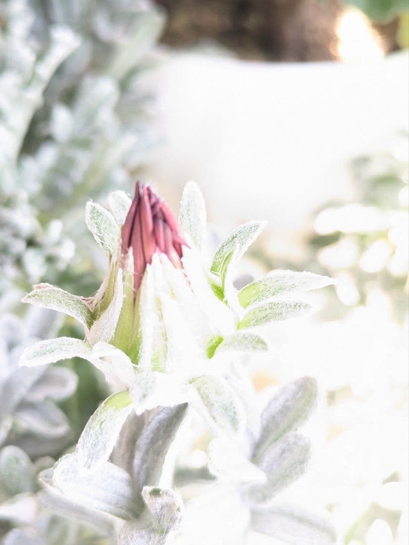 ♡べーしーる様♡