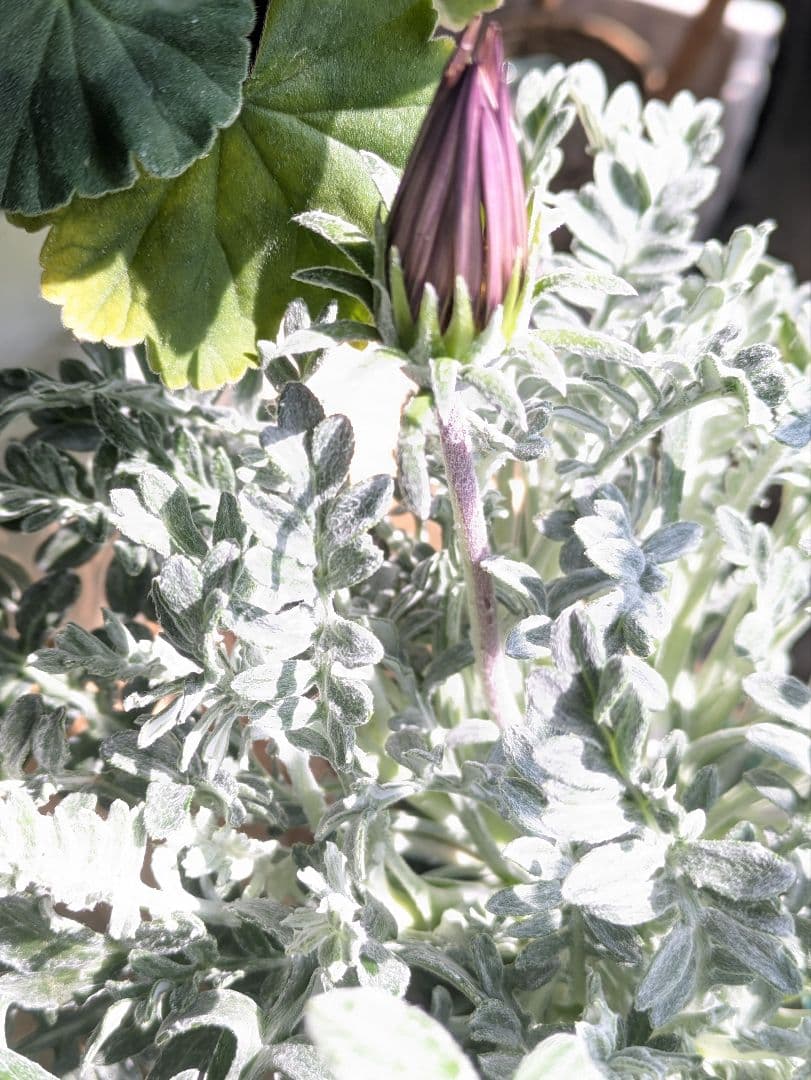 ♡べーしーる様♡