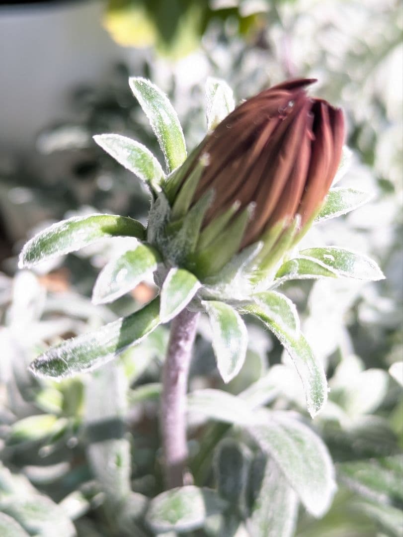 ♡べーしーる様♡