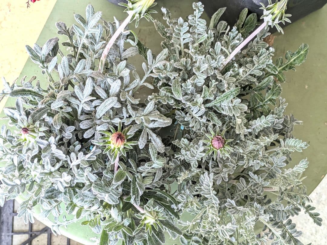 ♡べーしーる様♡