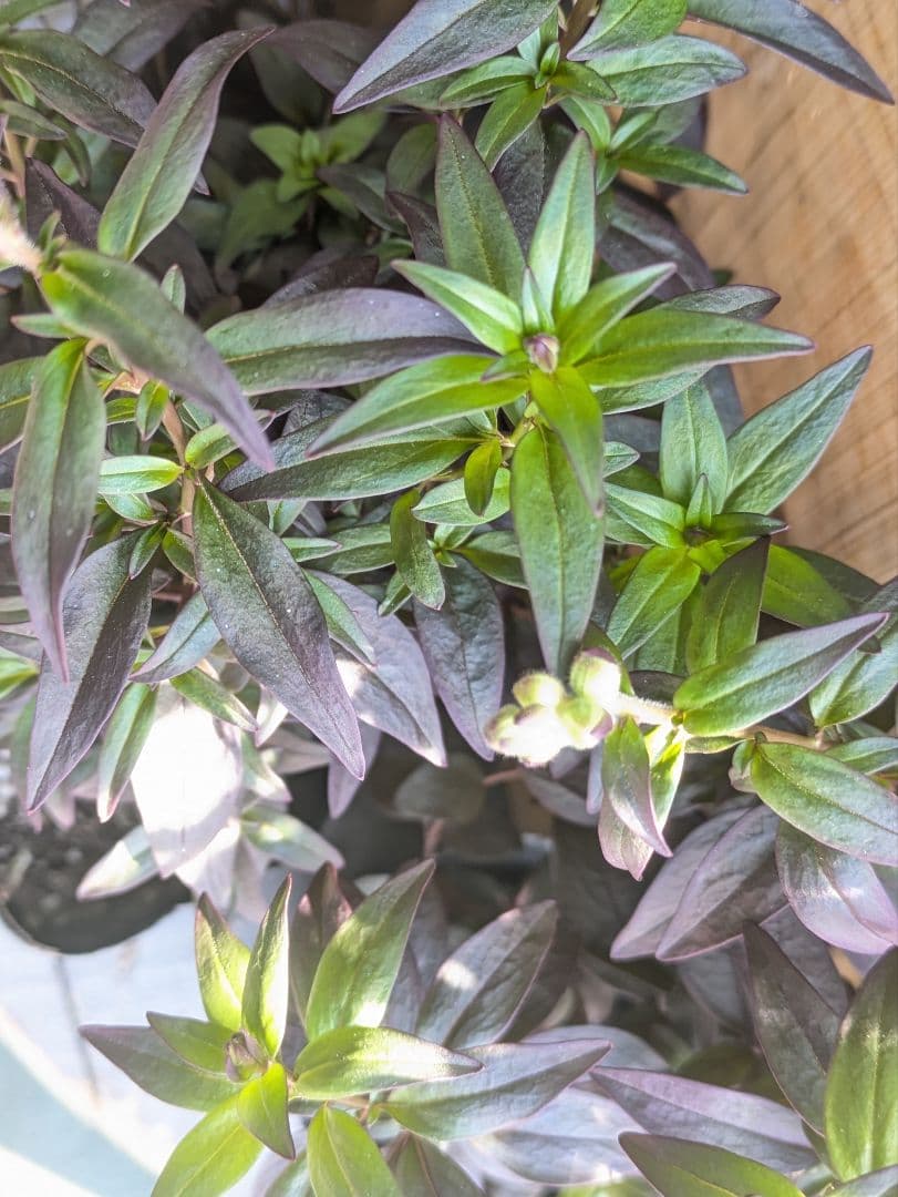 ♡べーしーる様♡