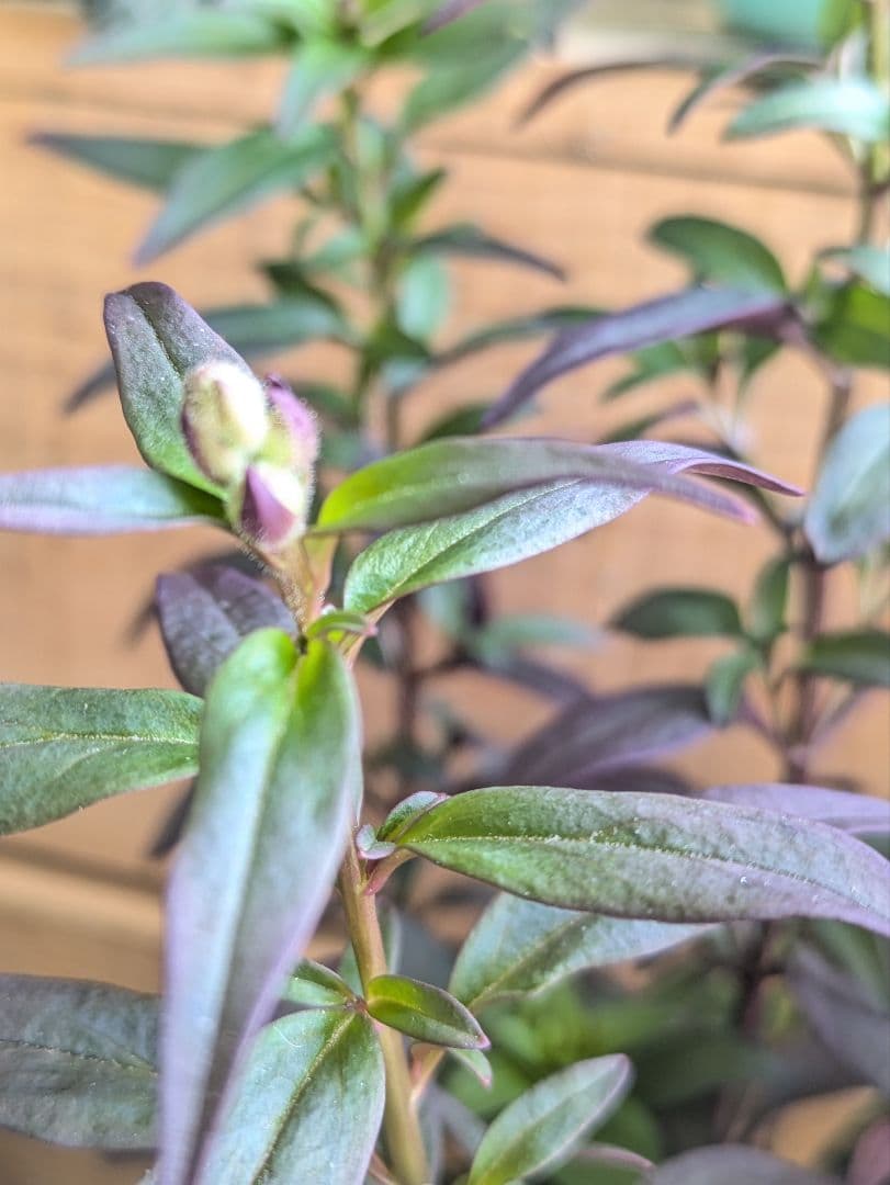 ♡べーしーる様♡