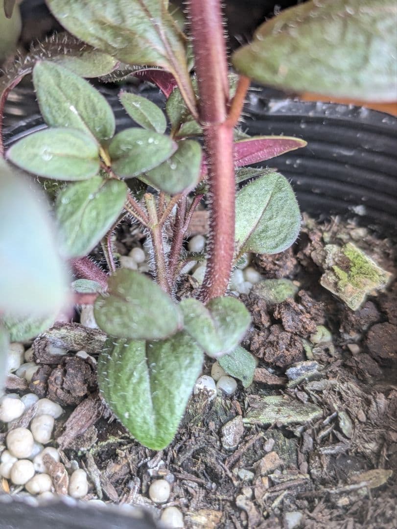 ♡べーしーる様♡