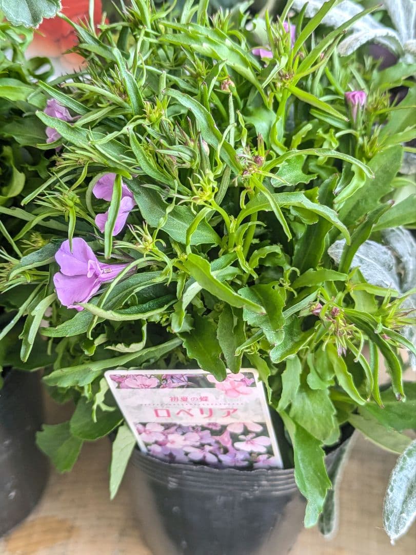 ♡べーしーる様♡