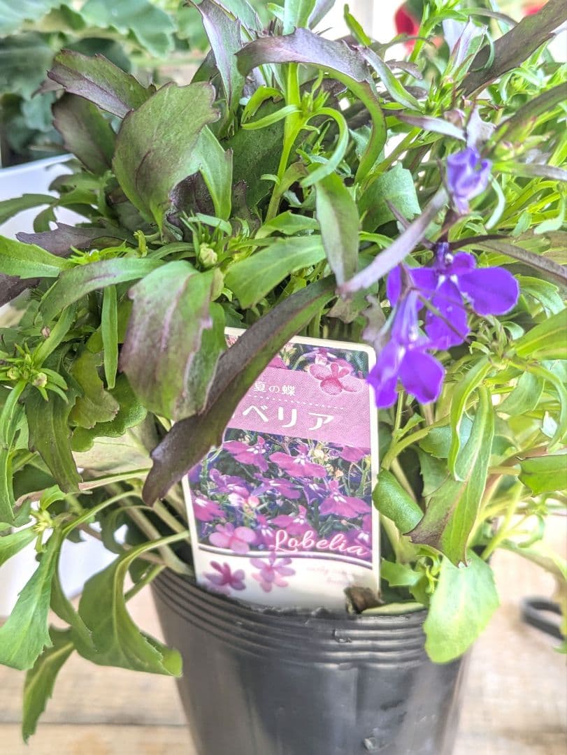 ♡べーしーる様♡