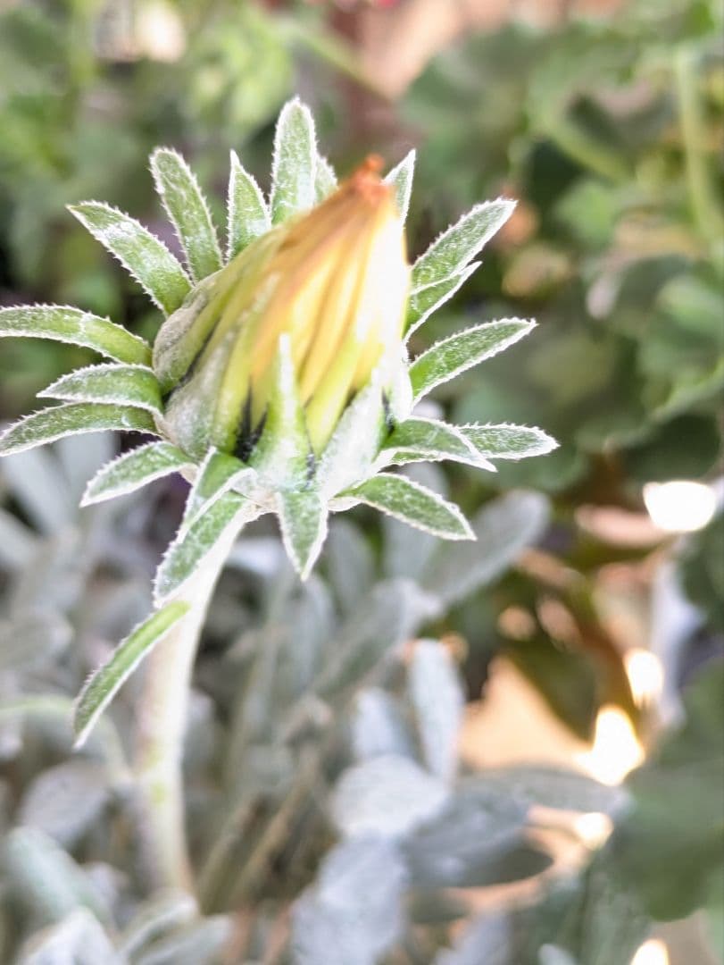 ♡べーしーる様♡