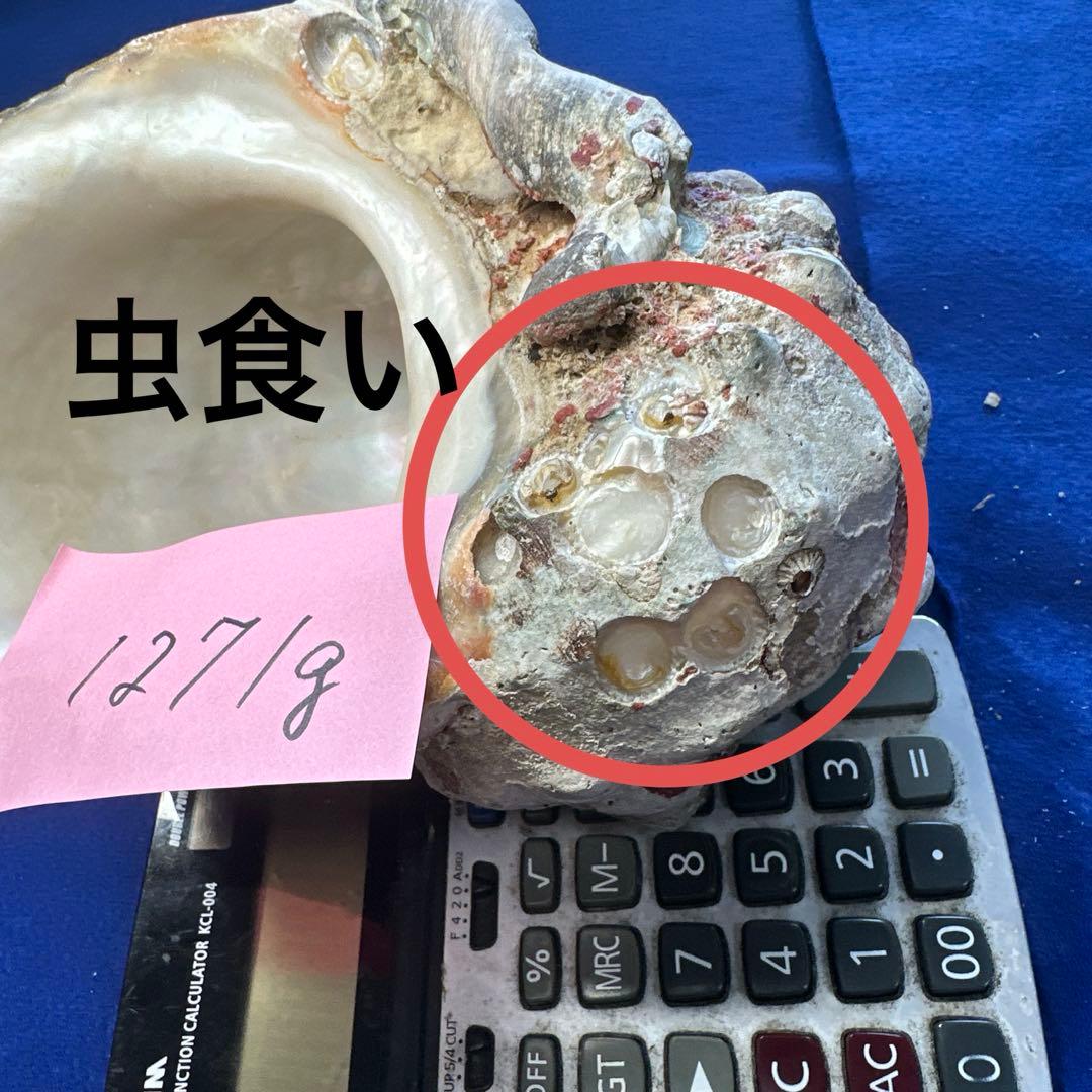 夜光貝　ヤコウ貝　まとめ売り　21個　　27、5kg アクセサリー　ルアー