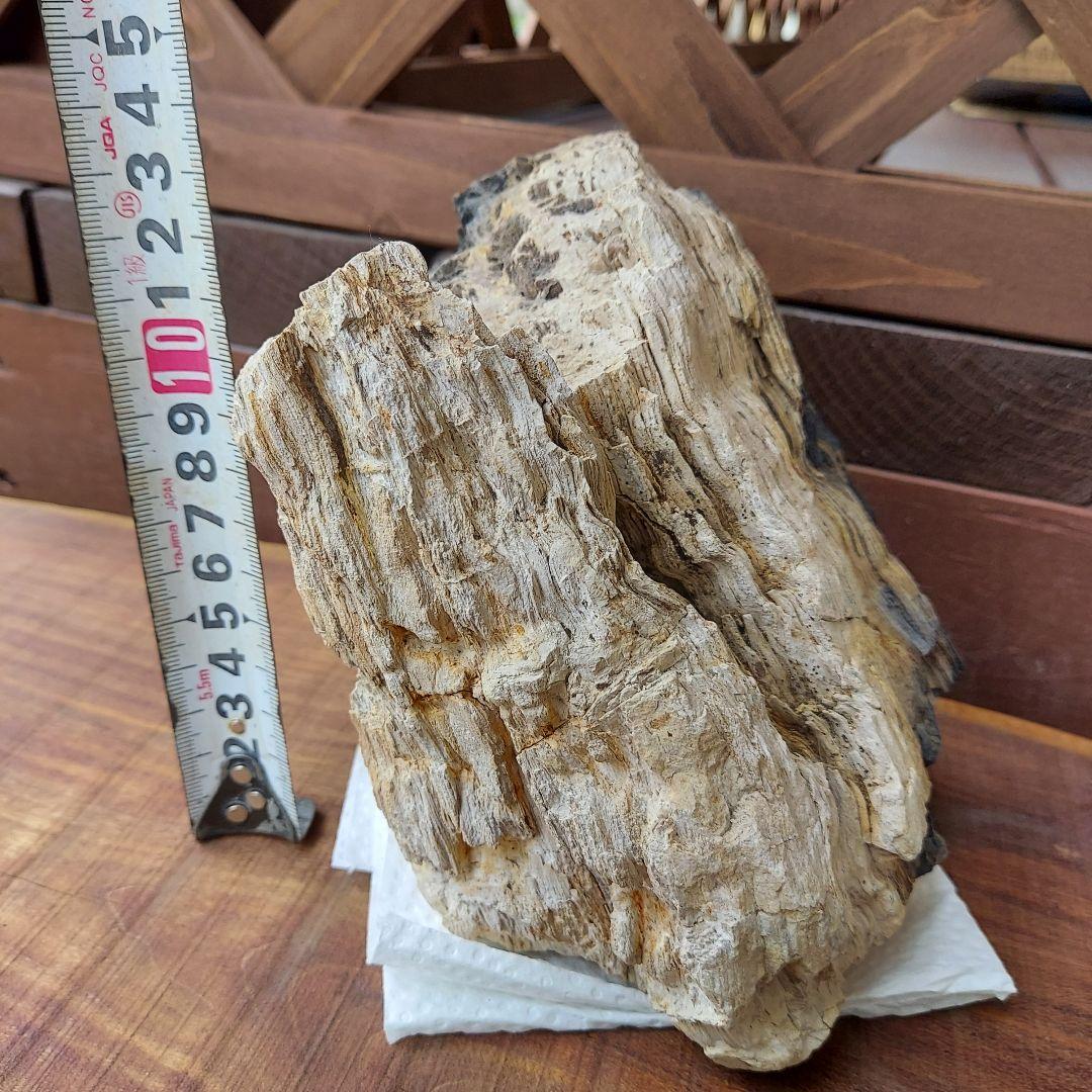 木化石-珪化木、室内保管