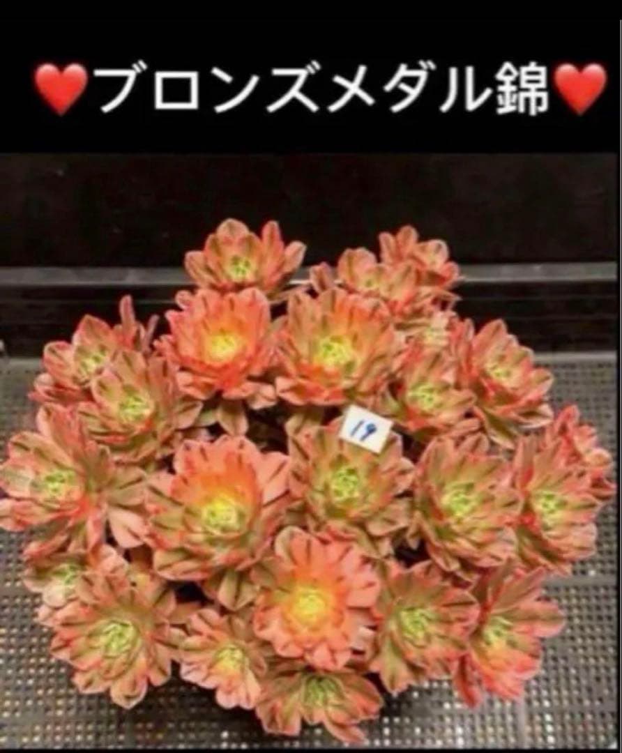 96#多肉植物アエオニウム錦❤️ブロンズメダル錦❤️50-60大頭27cm 拔き苗