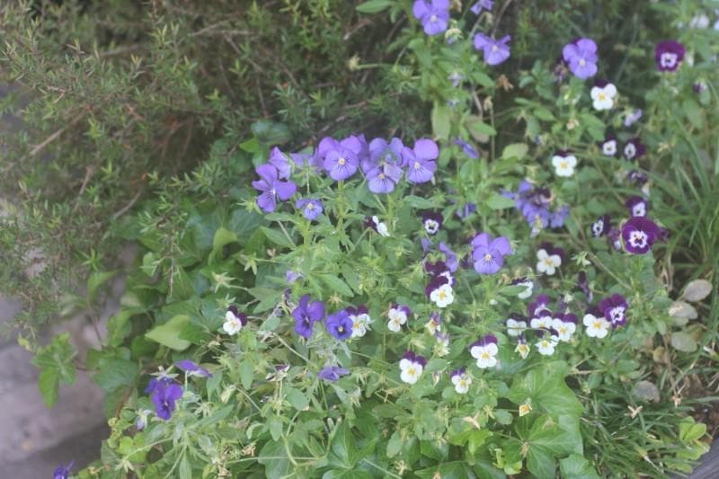 Canon EF 28-70mm F/2.8 L USM（現状品）