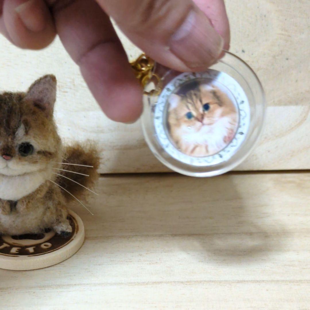 苔アートmana出品 豆猫PECO-LIN