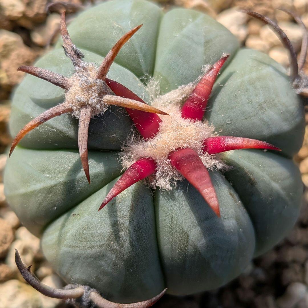 【良刺実生】太平丸エキノカクタス鉢ごと発送サボテン（雷帝花王丸ニコリー翠平丸）