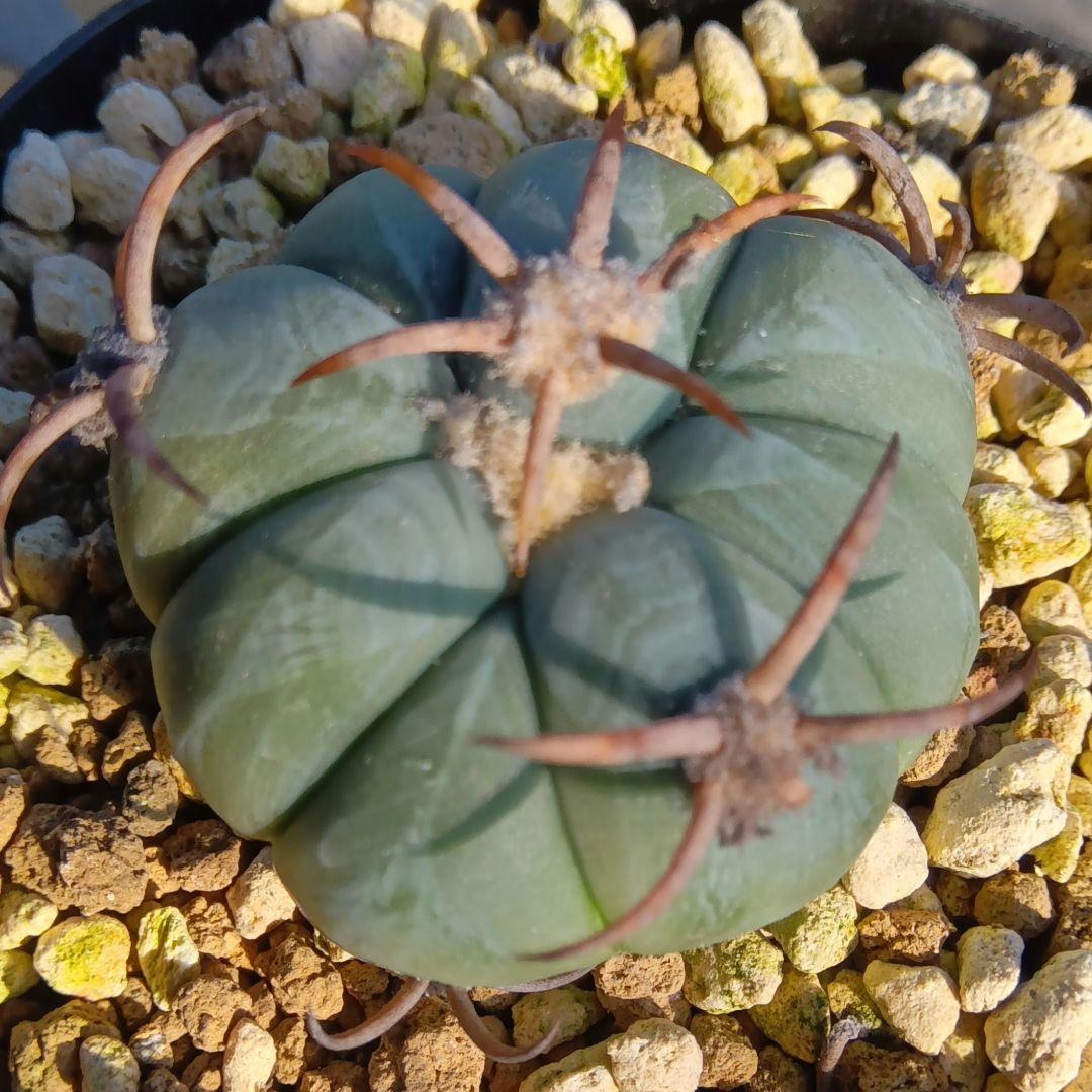 【良刺実生】太平丸エキノカクタス鉢ごと発送サボテン（雷帝花王丸ニコリー翠平丸）