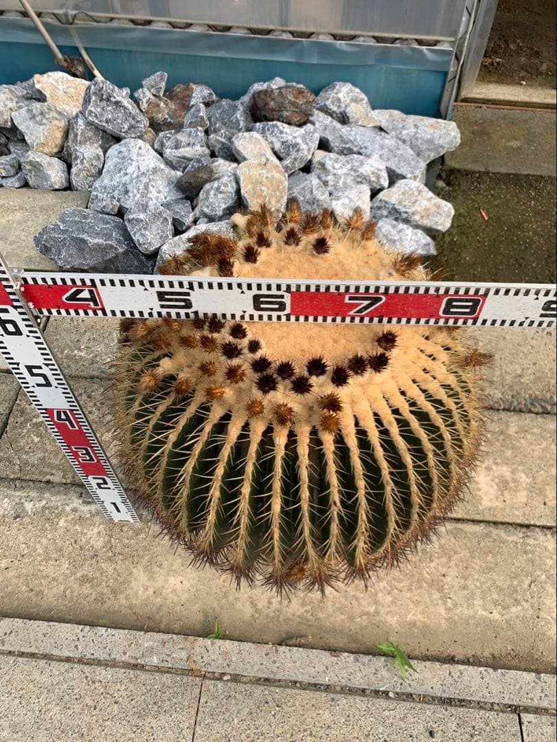 サボテン　金鯱　2個セット 引取限定