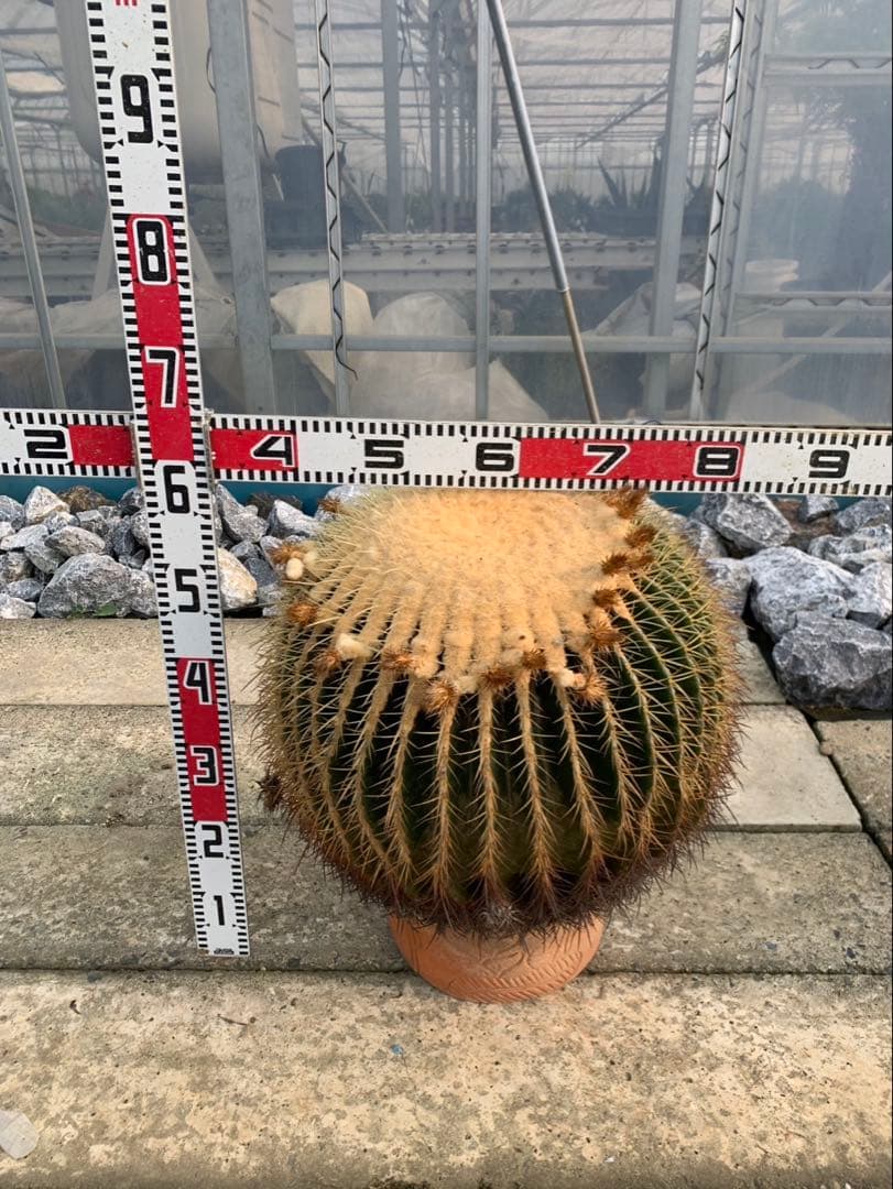 サボテン　金鯱　2個セット 引取限定