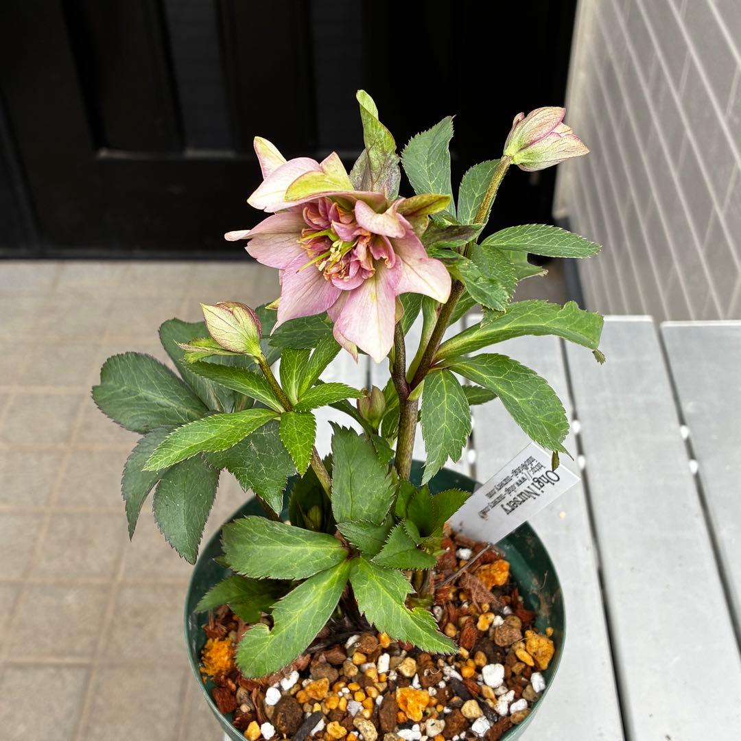 3732☘️タグ付☘️レア☘️⭐️SD⭐️マイクロヒデコート⭐️小輪⭐️大木ナーセリー⭐️