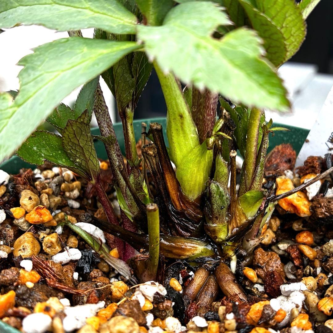 3732☘️タグ付☘️レア☘️⭐️SD⭐️マイクロヒデコート⭐️小輪⭐️大木ナーセリー⭐️