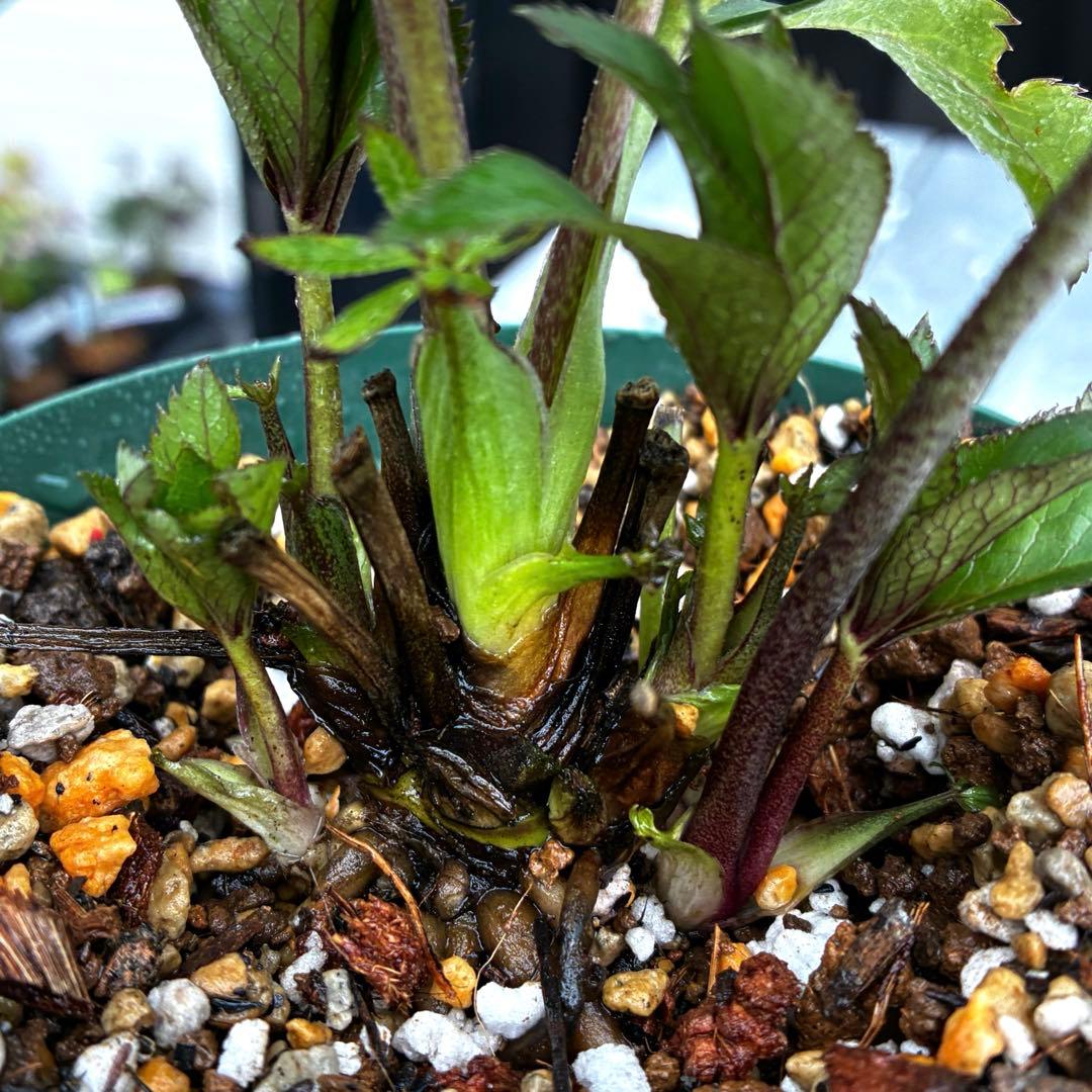 3732☘️タグ付☘️レア☘️⭐️SD⭐️マイクロヒデコート⭐️小輪⭐️大木ナーセリー⭐️