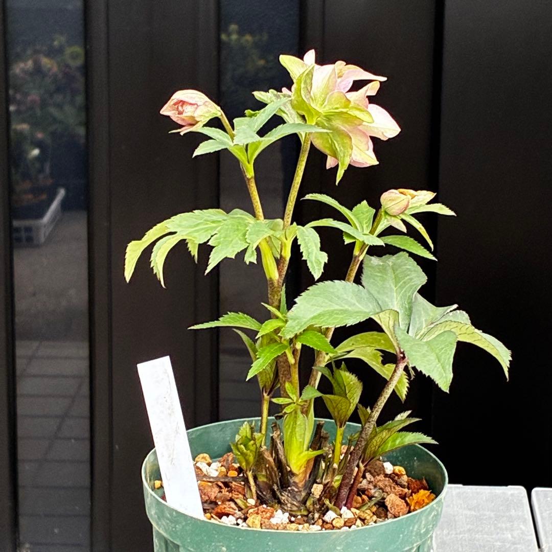 3732☘️タグ付☘️レア☘️⭐️SD⭐️マイクロヒデコート⭐️小輪⭐️大木ナーセリー⭐️