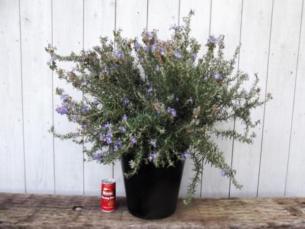 現物「ローズマリー・コルシカンブルー」８号　Salvia rosmarinus