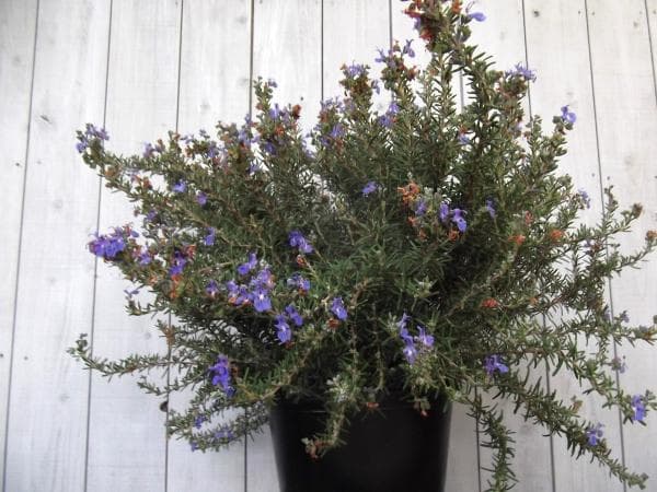 現物「ローズマリー・コルシカンブルー」８号　Salvia rosmarinus