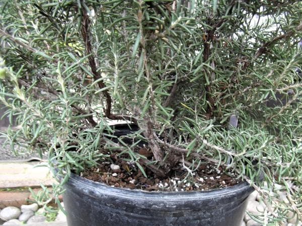 現物「ローズマリー・コルシカンブルー」８号　Salvia rosmarinus